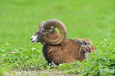 《地平线》网游采用虚幻5引擎 登陆PC和手机