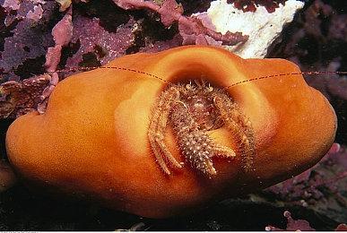 未来游戏展：《魔法传送门》新预告 类茶杯头动作射击