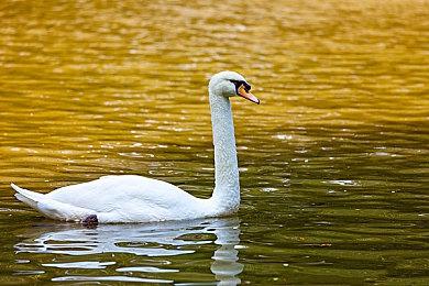 大超表示个人非常愿意主演《质量效应》真人剧